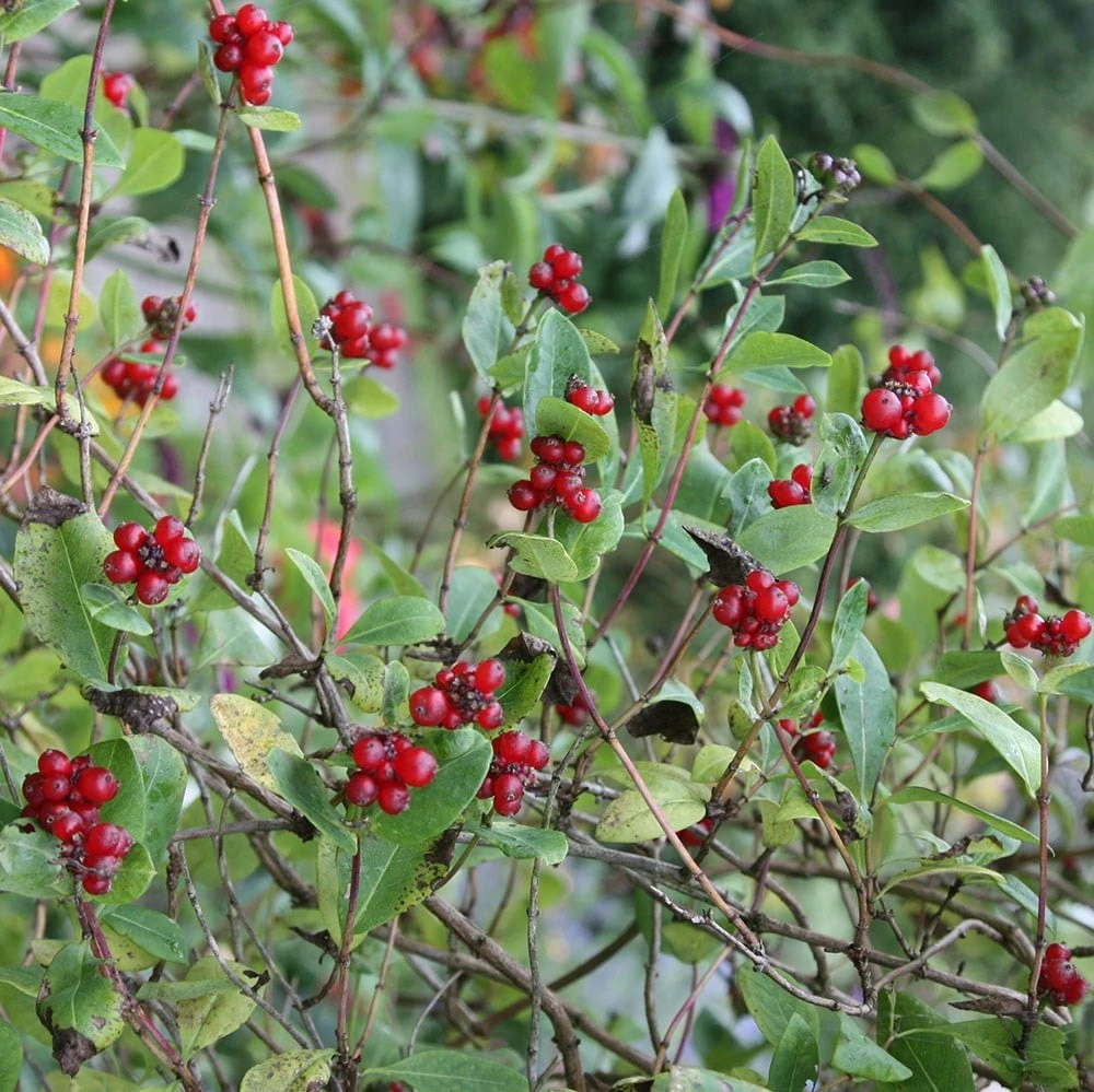 Lonicera Periclymenum 'Belgica' 5 Lonicera Periclymenum 'Belgica' - Image 3