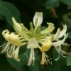 Lonicera Periclymenum 'Graham Thomas' -plant store pl0000001684