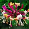 Lonicera Periclymenum 'Serotina' -plant store pl0000001685