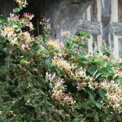 Lonicera Periclymenum 'Serotina' -plant store pl0000001685 card2 lg