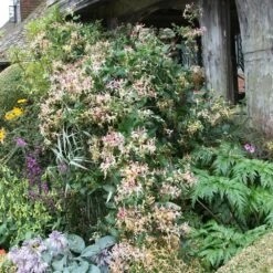 Lonicera Periclymenum 'Serotina' -plant store pl0000001685 card3 lg