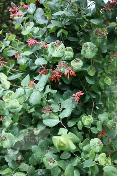 Lonicera × Brownii 'Dropmore Scarlet' 4 Lonicera × Brownii 'Dropmore Scarlet' - Image 2