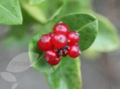 Lonicera × Brownii 'Dropmore Scarlet' 9 Lonicera × Brownii 'Dropmore Scarlet' -plant store pl0000001687 card4 lg