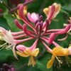Lonicera × Heckrottii 'Gold Flame' -plant store pl0000001689
