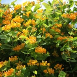 Lonicera × Tellmanniana -plant store pl0000001690 card3 lg