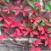 Parthenocissus Henryana -plant store pl0000001691