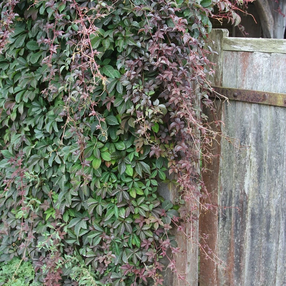 Parthenocissus Henryana 4 Parthenocissus Henryana - Image 2