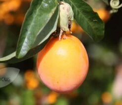 Passiflora Caerulea -plant store pl0000001697 card3 lg