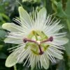 Passiflora Caerulea 'Constance Eliott' 2 Passiflora Caerulea 'Constance Eliott' -plant store pl0000001698