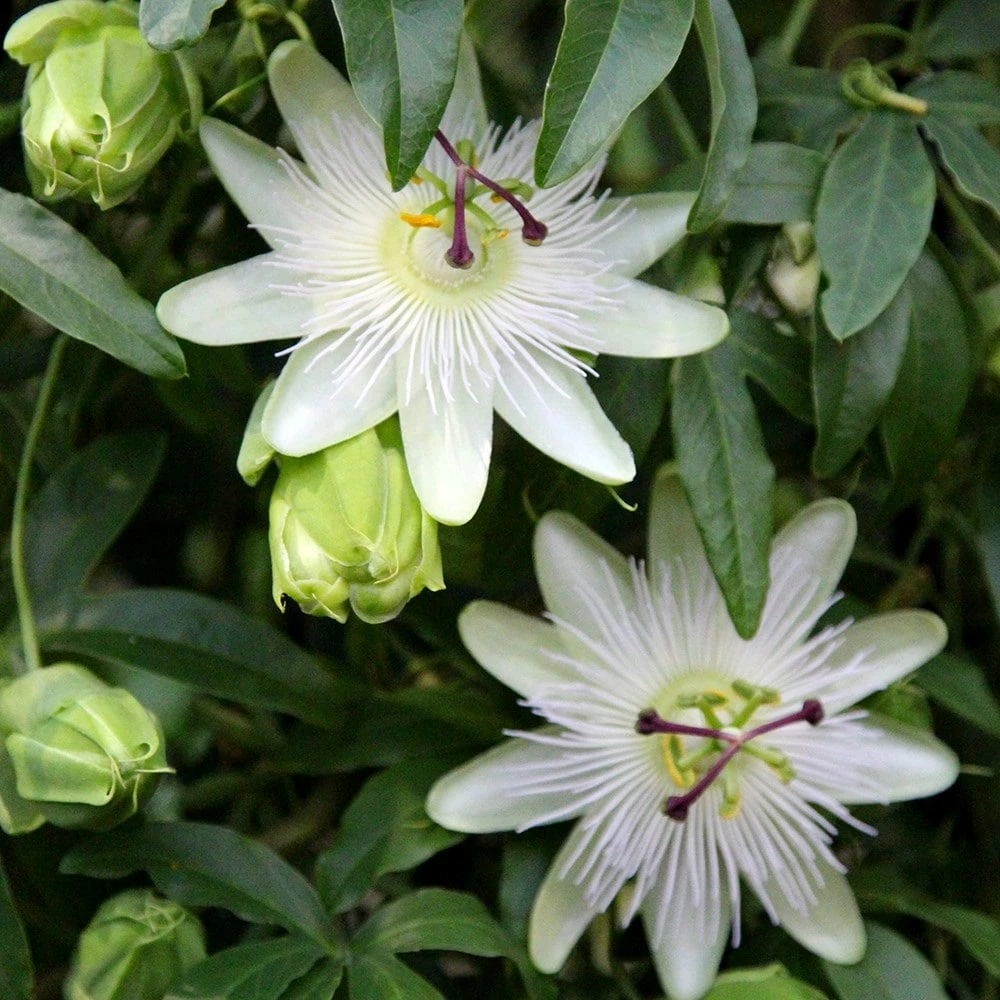 Passiflora Caerulea 'Constance Eliott' 4 Passiflora Caerulea 'Constance Eliott' - Image 2