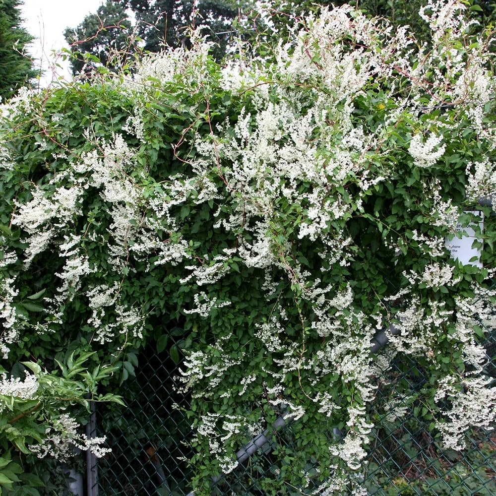 Fallopia Baldschuanica 4 Fallopia Baldschuanica - Image 2