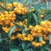 Pyracantha Saphyr Jaune ('Cadaune') -plant store pl0000001714