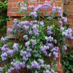 Solanum Crispum 'Glasnevin'