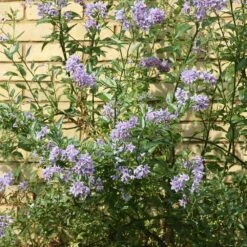 Solanum Crispum 'Glasnevin' -plant store pl0000001720 card3 lg