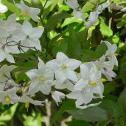 Solanum Laxum 'Album' 8 Solanum Laxum 'Album' -plant store pl0000001722 card3 lg