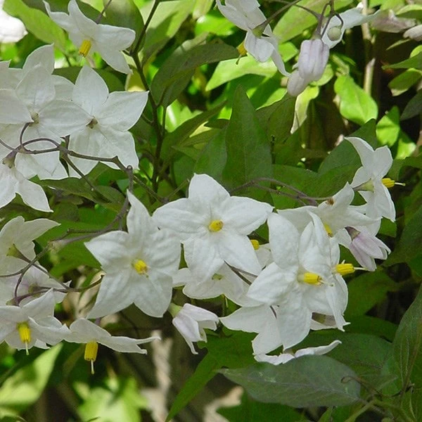 Solanum Laxum 'Album' 5 Solanum Laxum 'Album' - Image 3