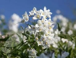 Solanum Laxum 'Album' 9 Solanum Laxum 'Album' -plant store pl0000001722 card4 lg