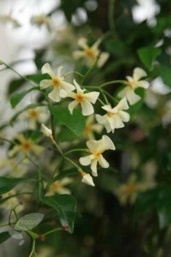 Trachelospermum Asiaticum -plant store pl0000001727 card3 lg