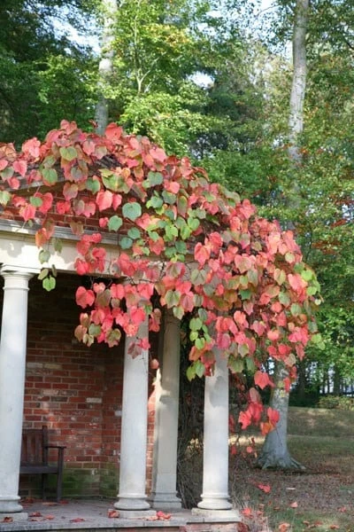 Vitis Coignetiae 4 Vitis Coignetiae - Image 2