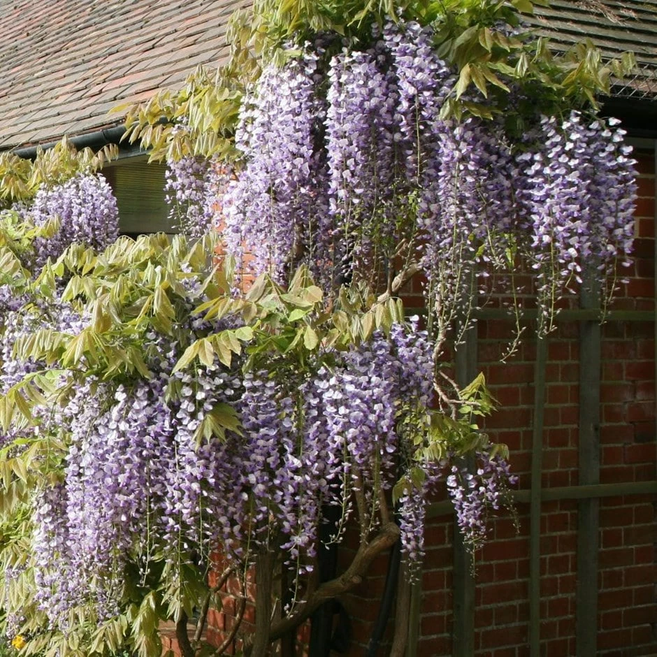Wisteria Floribunda 3 Wisteria Floribunda
