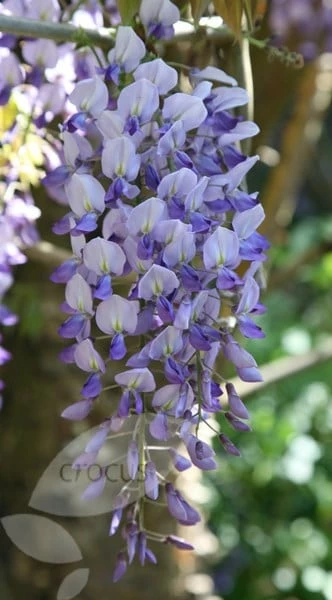 Wisteria Floribunda 5 Wisteria Floribunda - Image 3