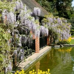 Wisteria Floribunda 11 Wisteria Floribunda -plant store pl0000001735 card5 lg