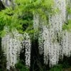 Wisteria Floribunda F. Alba 'Shiro-noda' -plant store pl0000001736