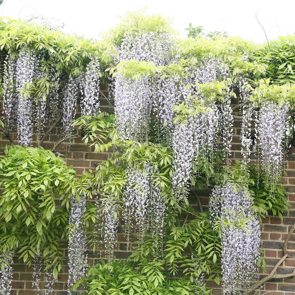 Wisteria Floribunda F. Alba 'Shiro-noda' 4 Wisteria Floribunda F. Alba 'Shiro-noda' - Image 2