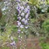 Wisteria × Valderi 'Burford' -plant store pl0000001738