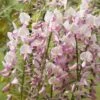 Wisteria Floribunda F. Rosea 'Hon-beni' -plant store pl0000001742