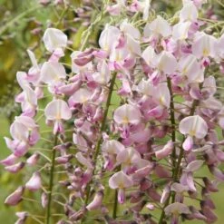 Wisteria Floribunda F. Rosea 'Hon-beni'