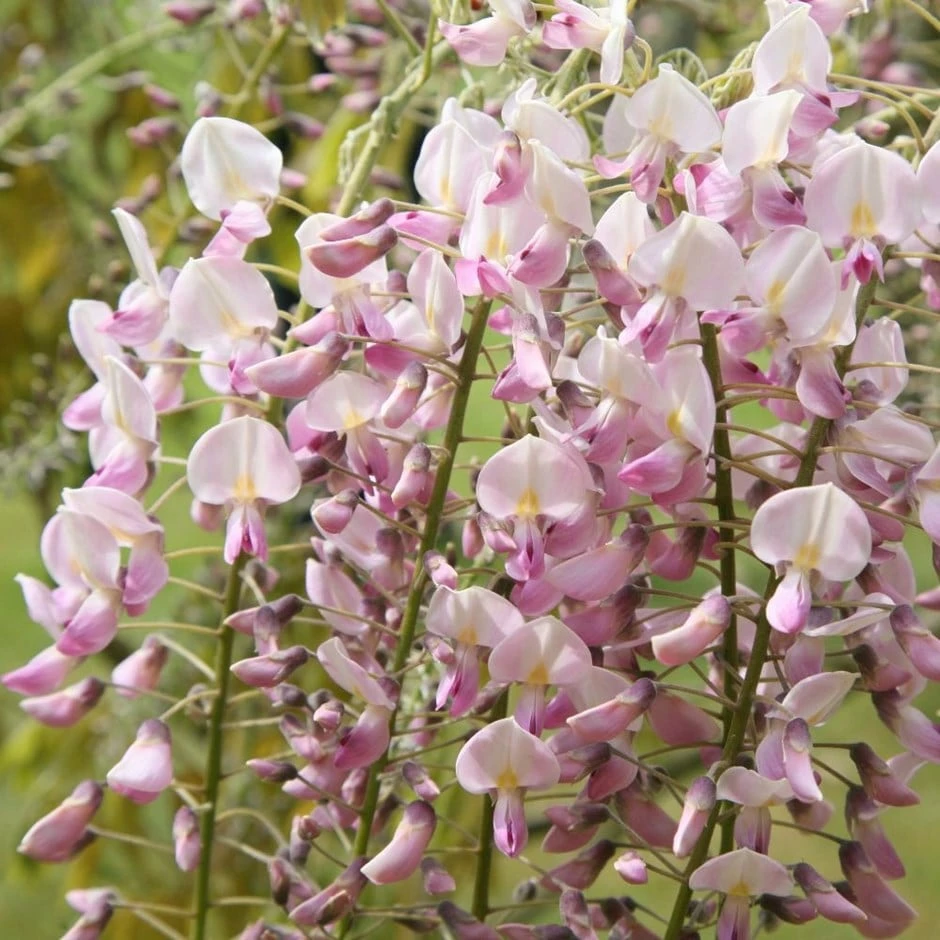 Wisteria Floribunda F. Rosea 'Hon-beni' 3 Wisteria Floribunda F. Rosea 'Hon-beni'