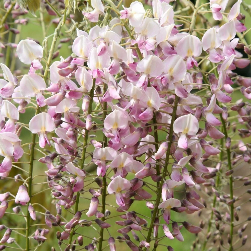Wisteria Floribunda F. Rosea 'Hon-beni' 4 Wisteria Floribunda F. Rosea 'Hon-beni' - Image 2