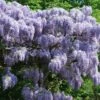 Wisteria Sinensis 'Prolific' 1 Wisteria Sinensis 'Prolific' -plant store pl0000001754