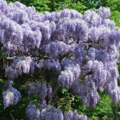 Wisteria Sinensis 'Prolific'