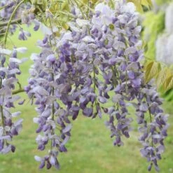 Wisteria Sinensis 'Prolific' -plant store pl0000001754 card3 lg