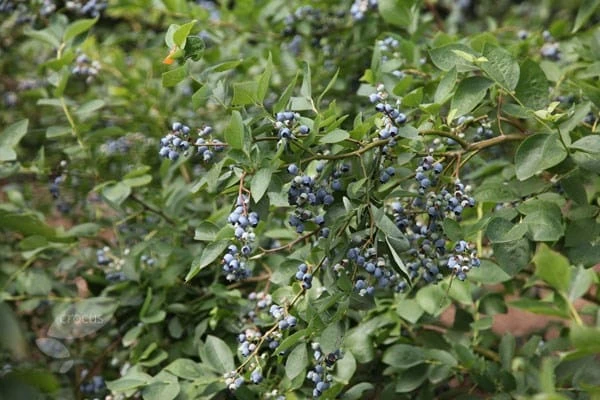 Blueberry 'Bluecrop' 4 Blueberry 'Bluecrop' - Image 2