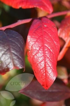 Blueberry 'Bluecrop' 13 Blueberry 'Bluecrop' -plant store pl0000001890 card4 lg