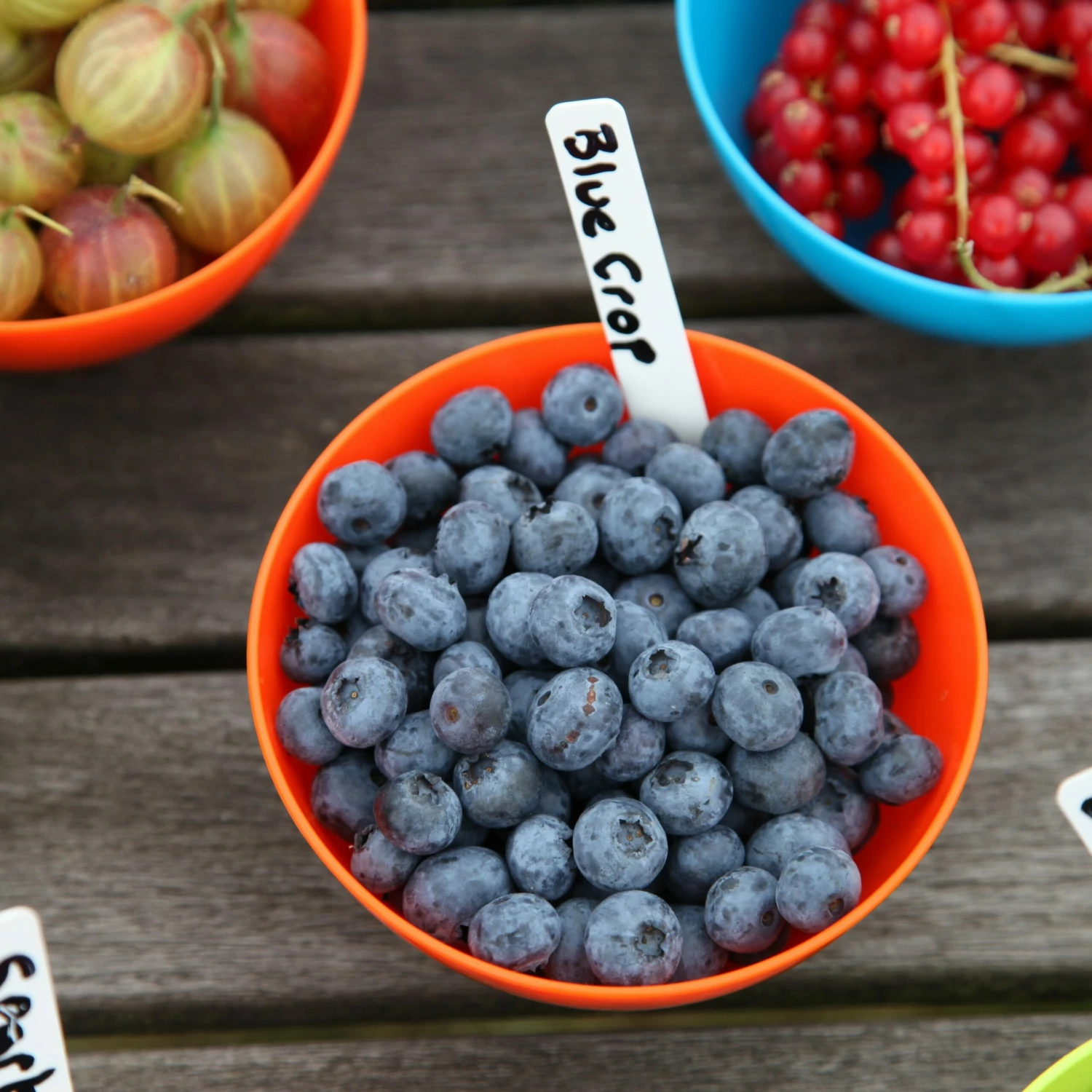 Blueberry 'Bluecrop' 8 Blueberry 'Bluecrop' - Image 6