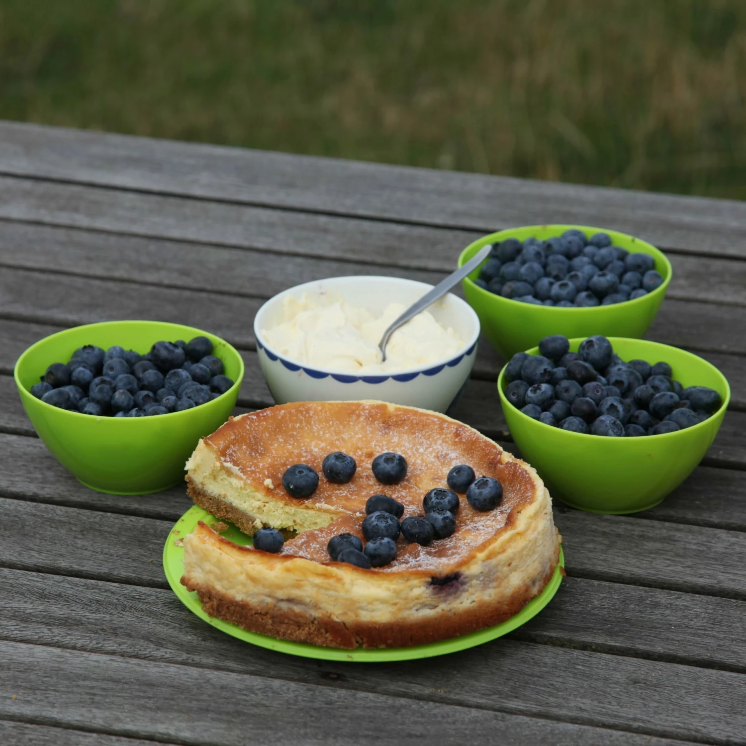 Blueberry 'Bluecrop' 10 Blueberry 'Bluecrop' - Image 8