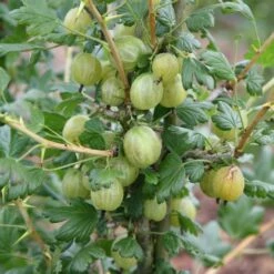 Gooseberry 'Invicta'
