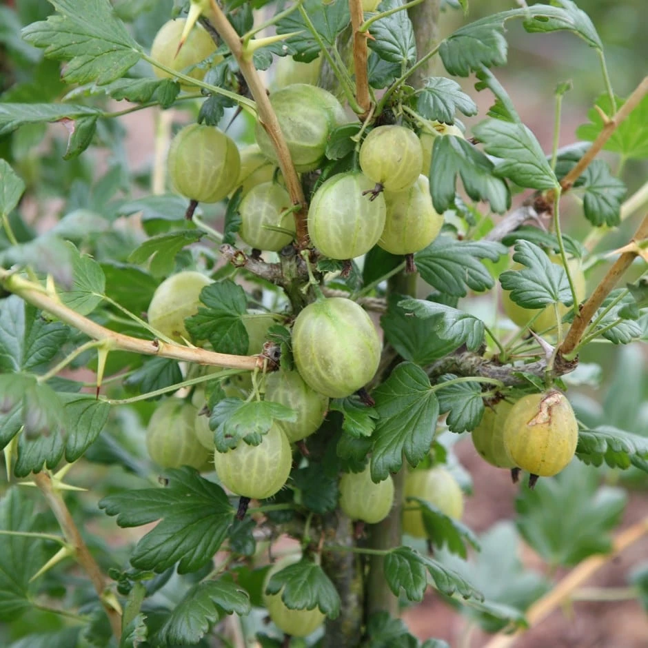 Gooseberry 'Invicta' 3 Gooseberry 'Invicta'