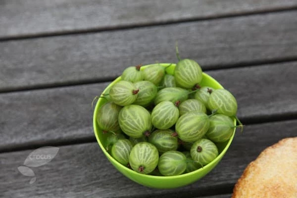 Gooseberry 'Invicta' 4 Gooseberry 'Invicta' - Image 2
