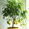Lemon 'Garey's Eureka' ( Four Seasons) 2 Lemon 'Garey's Eureka' ( Four Seasons) -plant store pl0000001911