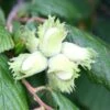 Cobnut 'Kentish Cob' -plant store pl0000001927