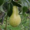 Pear 'Concorde' 1 Pear 'Concorde' -plant store pl0000001935