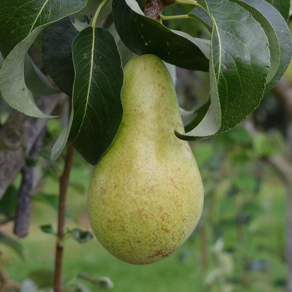 Pear 'Concorde' 3 Pear 'Concorde'