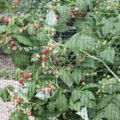 Raspberry 'Autumn Bliss' 8 Raspberry 'Autumn Bliss' -plant store pl0000001947 card3 lg