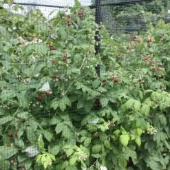 Raspberry 'Autumn Bliss' 9 Raspberry 'Autumn Bliss' -plant store pl0000001947 card4 lg