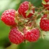 Raspberry 'Glen Ample' (PBR) 1 Raspberry 'Glen Ample' (PBR) -plant store pl0000001952